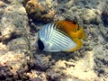 Fish : Threadfin butterflyfish Royalty Free Stock Photo