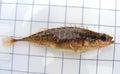 A fish The three-spined stickleback (Gasterosteus aculeatus) Ichthyology research.