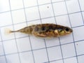 A fish The three-spined stickleback (Gasterosteus aculeatus) Ichthyology research.