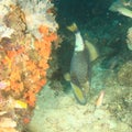 Titan triggerfish feeding on coral reef