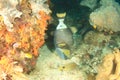 Titan triggerfish feeding on coral reef Royalty Free Stock Photo