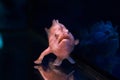 Fish toad sitting in a dark aquarium Royalty Free Stock Photo