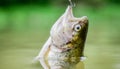 Fish in trap close up. fishing equipment. Bait spoon line fishing accessories. Victim of poaching. Save nature. On hook Royalty Free Stock Photo