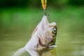 Fish in trap close up. fishing equipment. Fish open mouth hang on hook. Bait spoon line fishing accessories. Victim of Royalty Free Stock Photo