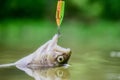 Fish in trap close up. Victim of poaching. Save nature. On hook. Silence concept. Fish trout caught in freshwater. Fish Royalty Free Stock Photo