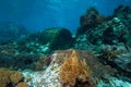 Fish trap placed on a coral reef.