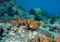 Fish trap placed on a coral reef.