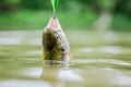 Fish in trap. Victim of poaching. Save nature. On hook. Silence concept. Fish open mouth hang on hook. fishing equipment Royalty Free Stock Photo