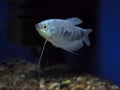 Fish Trichogaster microlepis gourami blue Royalty Free Stock Photo