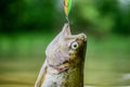 Fish trout caught in freshwater. Bait spoon line fishing accessories. Fish in trap close up. Victim of poaching. Save Royalty Free Stock Photo