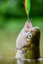 Fish trout caught in freshwater. Fish open mouth hang on hook. fishing equipment. Bait spoon line fishing accessories Royalty Free Stock Photo