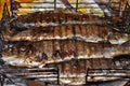 Fish trout grill outdoors Royalty Free Stock Photo