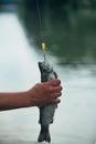 Fish trout on a hook. Fly rod and reel with a brown trout from a stream. Fishing in river. Fishing. Lure fishing. Trout Royalty Free Stock Photo