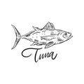 Fish Tuna. Hand drawn vector illustration. Engraving style. Isolated on white background. Royalty Free Stock Photo