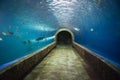 Fish tunnel at the aquarium underwater - Different types of fish swimming aquarium tank
