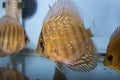 Fish Turquoise Discus swimming in freshwater aquarium Royalty Free Stock Photo