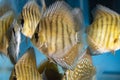 Fish Turquoise Discus swimming in freshwater aquarium Royalty Free Stock Photo