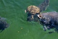 Fish and turtle in lake