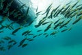 Fish under the boat in the Red Sea.