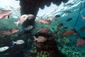 Fish under a floating pier in the Red Sea.