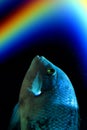 Fish under a rainbow against a dark background, horoscope, astrology