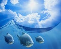 Fish under the sea surface on it a beautiful sunny sky Royalty Free Stock Photo