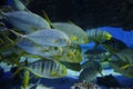Fish under water. Golden trevally (Gnathanodon speciosus), also known as the golden kingfish. Royalty Free Stock Photo