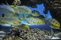 Fish under water. Golden trevally (Gnathanodon speciosus), also known as the golden kingfish.