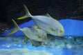 Fish under water. Golden trevally (Gnathanodon speciosus), also known as the golden kingfish. Royalty Free Stock Photo