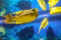 Fish under water, yellow trunk cow fish: lactoria cornuta, blurred background Royalty Free Stock Photo