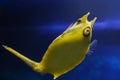 Fish under water, yellow trunk cow fish: lactoria cornuta, blurred background Royalty Free Stock Photo