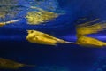 Fish under water, yellow trunk cow fish: lactoria cornuta, blurred background Royalty Free Stock Photo