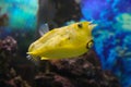 Fish under water, yellow trunk cow fish: lactoria cornuta, blurred background Royalty Free Stock Photo