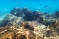 Fish at an underwater rock