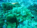 Fish underwater at Similan Marine National park Royalty Free Stock Photo