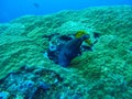 Fish underwater at Similan Marine National park Royalty Free Stock Photo