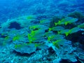 Fish underwater at Similan Marine National park Royalty Free Stock Photo