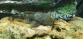 Ancistrus cirrhosus (Plecostomus bristlenose fish) Royalty Free Stock Photo