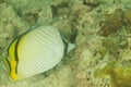 Fish Vagabond butterflyfish