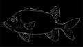 fish vector illustration. fish soldier white outline on a black background isolated element for t template design labels signage,