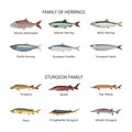 Fish vector set in flat style design. Herrings and sturgeon fishes. Ocean, sea, river fishes icons collection. Royalty Free Stock Photo