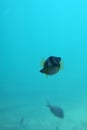 Fish viewed from the Underwater Observatory, Busselton Jetty, WA, Australia Royalty Free Stock Photo