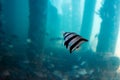 Fish viewed from Underwater Observatory, Busselton Jetty, WA, Australia Royalty Free Stock Photo