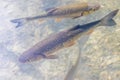 fish in water, the common chub below the surface in the shallows of the lake, rocky bottom, Lake Wolfgangsee, Austria