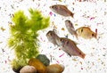 Fish in water contaminated with micro plastic