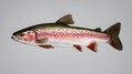 fish in the water Rainbow trout fish isolated on a white background. Side view Royalty Free Stock Photo