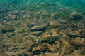 Fish in water view through the water from above. Transparent wat Royalty Free Stock Photo