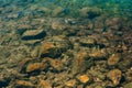 Fish in water view through the water from above. Transparent wat Royalty Free Stock Photo