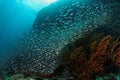 Fish wave, Similan islands, Thailand Royalty Free Stock Photo