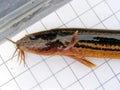 Fish Weather loach (Misgurnus fossilis) on the background of a 5 mm measurement grid. Ichthyology research.